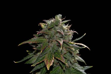 Çiçekli kenevir tomurcukları, salgı bezleri ve kahverengi lekeler. Siyah arka planda izole edilmiş taze CBD marihuana bitkisi. Bitkisel ilaç düzeni. Kenevir rekreasyonu, mikro büyüme konsepti.