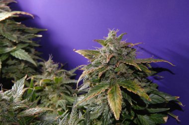 Mor arka planda esrar tomurcuğunun makro görünümü. Yeşil, mor ve sarı yapraklı kenevir çiçeği. Çiçek açan ve beyaz lekeli kadın marihuana çalısı. Mikro büyüme kavramı.