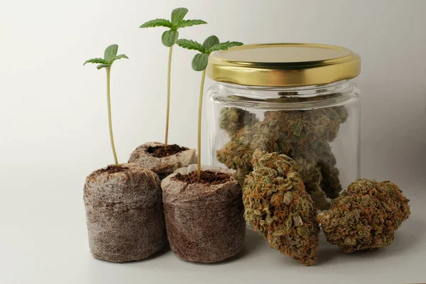 Graine Cannabis Commençant Par Des Pastilles Coconut Coir Culture Marijuana — Photo