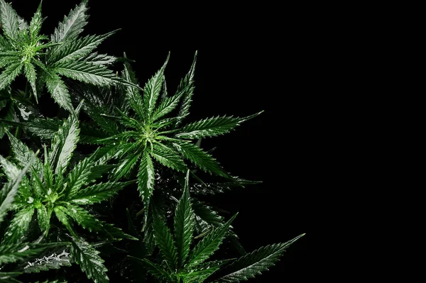 Cannabis Arbusto Cbd Fundo Preto Layout Folhas Frescas Maconha Molhada — Fotografia de Stock