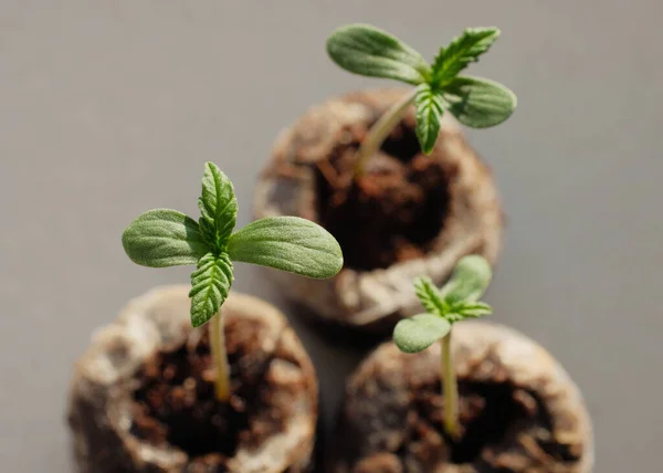 Semillas Cannabis Comenzando Con Pellets Coco Cultivo Marihuana Cáñamo Bebé — Foto de Stock