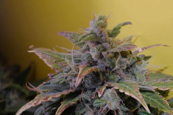 Koyu yeşil yapraklar ve lekeler ile kenevir çiçeği, makro manzara. Sarı arka planda Ripen marihuana bitkisi. Çiçek açan dişi kenevir çalısı. Mikro büyüme kavramı.