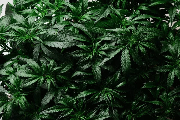 Planta Cannabis Cbd Perto Layout Folhas Maconha Fresca Floração Arbusto — Fotografia de Stock