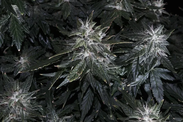 Żeński Krzak Konopi Kwitnącymi Kwiatami Stygmatami Świeża Marihuana Odizolowana Czarnym Obrazy Stockowe bez tantiem
