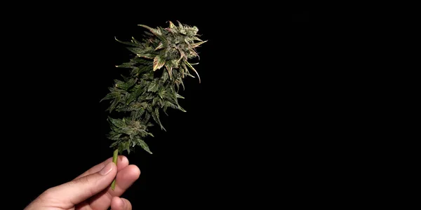 Marijuana bud on black background in man\'s hand, macro. Hemp blooming flower with green, purple and yellow leaves. Female cannabis branch with flowering blooms. Micro growing concept.