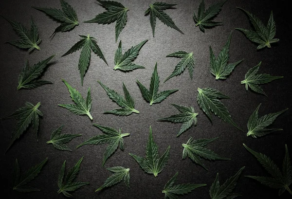 Cannabis Leaves Marijuana Pattern Isolated Black Background Herbal Medicine Hemp — Stock Photo, Image