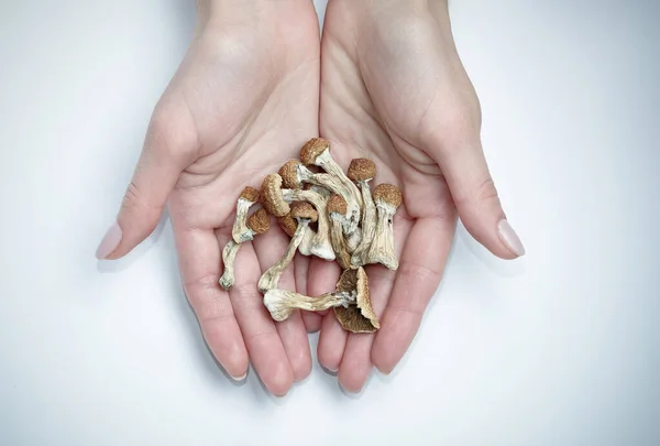 Psilocybin mushrooms in hands on white background.Isolated layout. Psychotropic therapy.