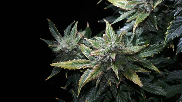 Siyah Arka Planda Ripen Marihuana Bitkisi Yeşil Sarı Yapraklı Kenevir — Stok fotoğraf