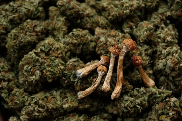 Dried Psilocybin Mushrooms Background Cannabis Buds Natural Recreational Drug — Fotografia de Stock