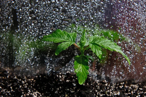 Mudas Cannabis Uma Caixa Cultivo Vista Macro Pequena Planta Maconha — Fotografia de Stock