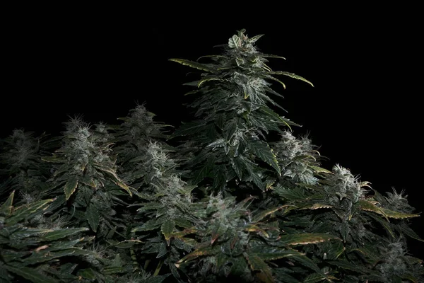 Żeński Krzak Konopi Kwitnącymi Kwiatami Stygmatami Świeża Marihuana Odizolowana Czarnym — Zdjęcie stockowe