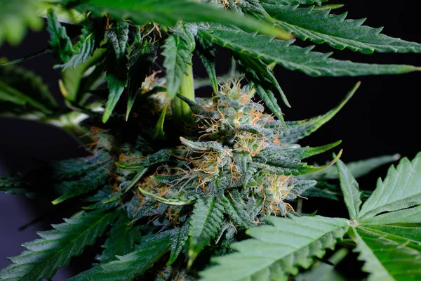 Çiçekli kenevir tomurcukları, salgı bezleri ve kahverengi lekeler. Siyah arka planda izole edilmiş taze CBD marihuana bitkisi. Bitkisel ilaç düzeni. Kenevir rekreasyonu, mikro büyüme konsepti.