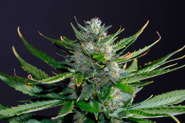 Çiçekli kenevir tomurcukları, salgı bezleri ve kahverengi lekeler. Siyah arka planda izole edilmiş taze CBD marihuana bitkisi. Bitkisel ilaç düzeni. Kenevir rekreasyonu, mikro büyüme konsepti.