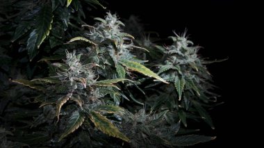 Çiçekli ve lekeli dişi kenevir çalısı. Siyah arka planda izole edilmiş taze marihuana bitkisi. Yeşil ve sarı kenevir konileri. Mikro büyüme kavramı.