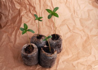 Kenevir tohumu Coir Pellets ile başlıyor. Marihuana yetiştiriyor. Bebek keneviri yakın plan.
