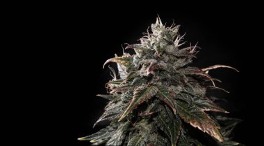 Çiçekli kenevir tomurcukları, salgı bezleri ve kahverengi lekeler. Siyah arka planda izole edilmiş taze CBD marihuana bitkisi. Bitkisel ilaç düzeni. Kenevir rekreasyonu, mikro büyüme konsepti.