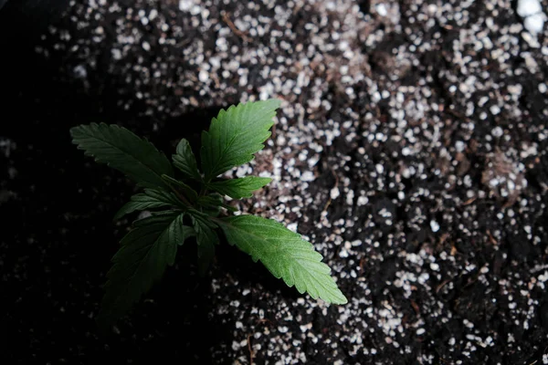 Privación Ligera Cultivando Plántulas Cannabis Sobre Fondo Negro Pequeña Planta —  Fotos de Stock
