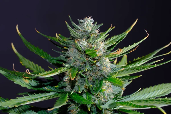 Virágzó Cannabis Bud Mirigyes Trichomes Barna Stigmák Friss Cbd Marihuána — Stock Fotó