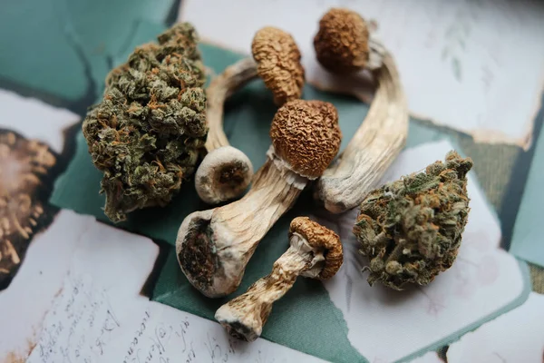 スタッフPsilcybinキノコ大麻の芽を持つゴールデンティーチャー — ストック写真