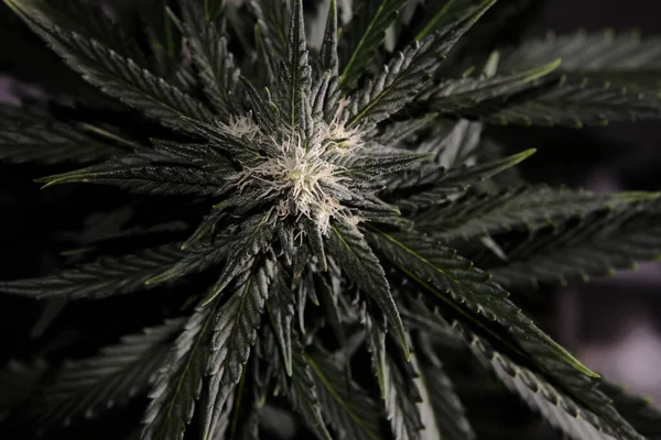 Arbusto Cannabis Flor Planta Maconha Fresca Botões Cânhamo Verde Fundo — Fotografia de Stock