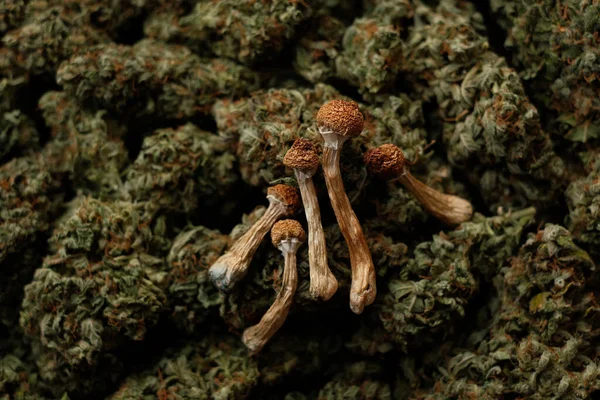 大麻の芽の背景に乾燥したPsilocybinキノコ 自然休養薬 — ストック写真