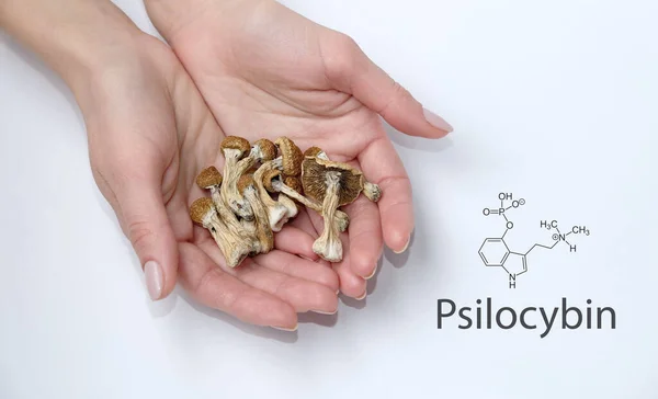 Psilocybin mushrooms in hands on white background with chemical formula. Psychotropic therapy.