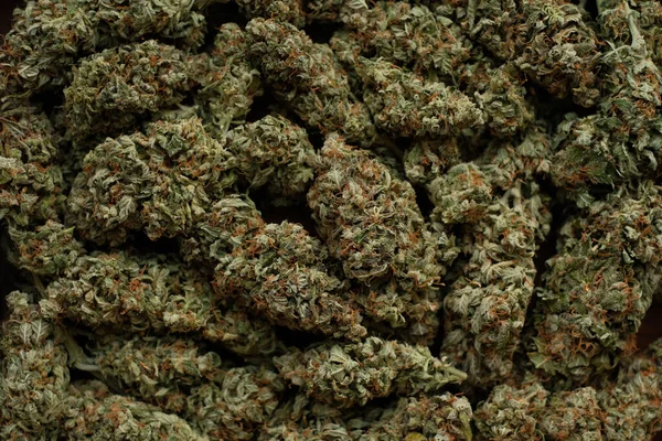 Marijuana Cbd Bourgeons Close Fond Médicinal Floraison Cannabis Les Mauvaises Images De Stock Libres De Droits