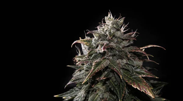 Kwitnące Pąki Konopi Gruczołami Brązowymi Stygmatami Świeża Marihuana Cbd Odizolowana Zdjęcie Stockowe