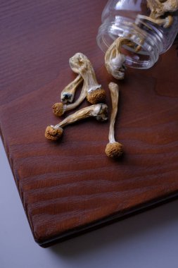 Tahta tahtada kuru Psilocybe Cubensis mantarları. Yaşam tarzı Psilocybin mikrodozlama kavramı