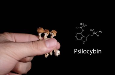 Siyah arka planda psilosibin formülü olan bir adamın elindeki psilosibe mantarları. Psikedelik sihir gezisi. Kurutulmuş yenilebilir mantar, Altın Öğretmen. Tıbbi kullanım. Mikrodozlama kavramı.