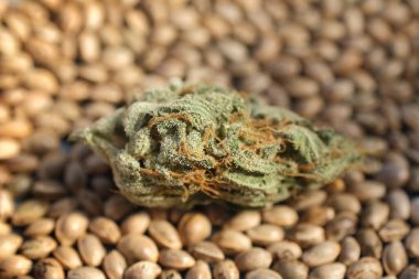 Marihuana tomurcuğunun yakın çekimi. Tohumların arka planında tıbbi esrarın çiçeklenmesi