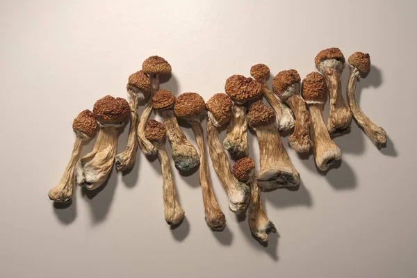 Mikrodoz günlük planı. Kurumuş psilosibin mantarları Altın Öğretmen, beyaz arka planda desen. Psychedelic Psilocybe Cubensis mantarları, üst görünüm, düz yatış.