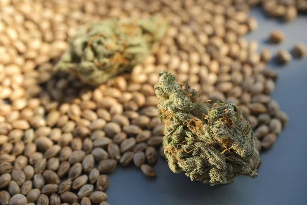 Primer Plano Brote Marihuana Florecimiento Del Cannabis Medicinal Contexto Las — Foto de Stock