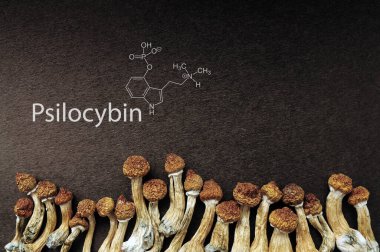 Kurumuş psilosibe cubensis, siyah arka planda, Psilocybin formülü, düz yerde. Sihirli mantarlar Altın Öğretmen, ruhani deneyim. Toplumun gölgelerinden ortaya çıkan. 