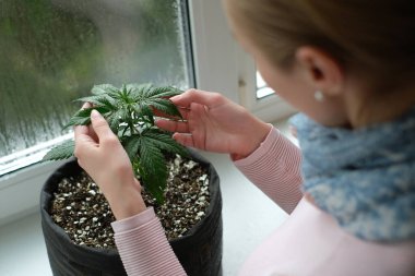Kızın elinde tıbbi marihuana bitkisinin yaprakları var. İçerde esrar yetişiyor.