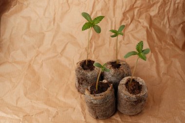 Kenevir tohumu Coir Pellets ile başlıyor. Marihuana yetiştiriyor. Bebek keneviri yakın plan.