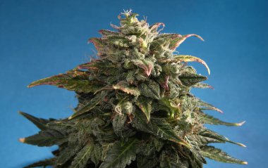 Mavi kağıtta esrar tomurcuğunun makro görünümü. Yeşil, mor ve sarı yapraklı kenevir çiçeği. Çiçek açan ve beyaz lekeli kadın marihuana çalısı. Mikro büyüme kavramı.