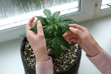 Kızın elinde tıbbi marihuana bitkisinin yaprakları var. İçerde esrar yetişiyor.