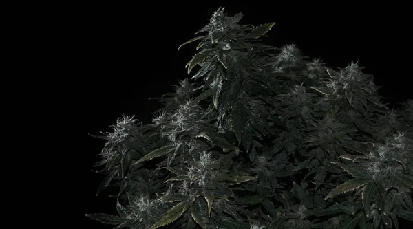 Arbusto Cannabis Femenino Con Flores Florecientes Estigmas Planta Marihuana Fresca — Foto de Stock