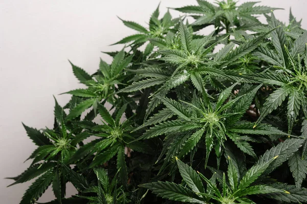 Planta Cannabis Isolada Sobre Fundo Branco Layout Folhas Frescas Maconha — Fotografia de Stock