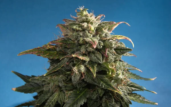 Macro Vue Bourgeon Cannabis Sur Fond Papier Bleu Fleur Chanvre Photo De Stock