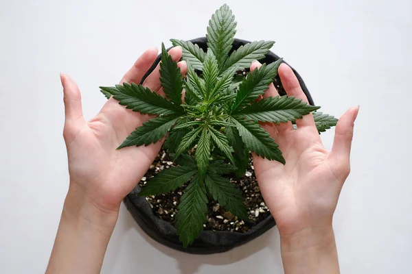 Kızın Elinde Tıbbi Marihuana Bitkisinin Yaprakları Var Çerde Esrar Yetişiyor Stok Fotoğraf
