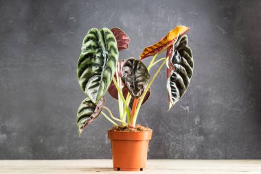 Alocasia Cuprea Red Secret 'ın muhteşem yaprakları, plastik saksıda karanlık bir arka planda egzotik bitkiler..