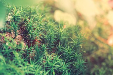 Turba Sphagnum Moss ormanda yetişiyor, doğal arka plan.