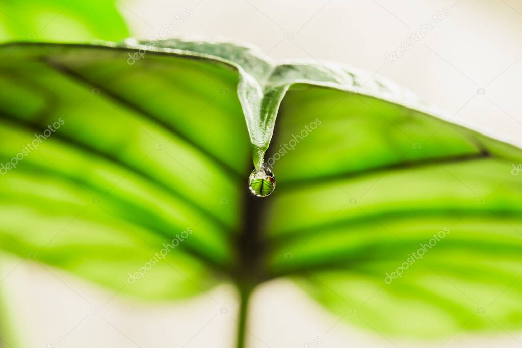 Water droplet on the tip of Alocasia leaf. Guttation is the process of removing water from the pores of plants caused by overwatering