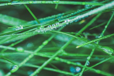 Çiyleri yakın plan olan taze yeşil çimenli doğa arkaplanı