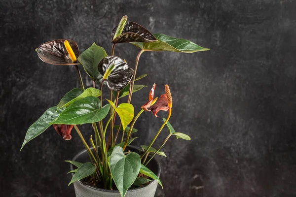 Black Queen Anthurium Andreanum Dark Background Flamingo Flower Popular House — Stock Photo, Image