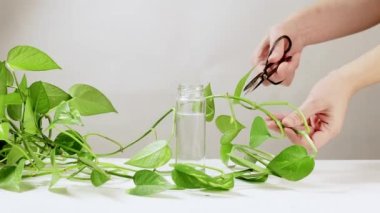 Epipremnum bitkisini keserek çoğaltıyorlar. Altın Pothos sapının bir kısmı suya kök salacak.
