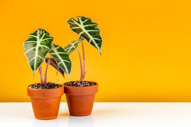Alocasia Polly ya da Alocasia Amazonica ve Afrika Maske Bitkisi terasota seramik ekicilerine yerleştirildi