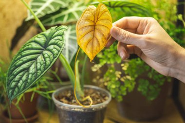 Alocasia Ejderha Pulunun sarı yaprağını tutan kadın eli. Yenisi çıktığında eski yaprakları dökmek normaldir.